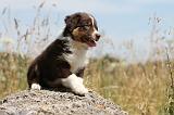 BERGER AUSTRALIEN PUPPIES 114